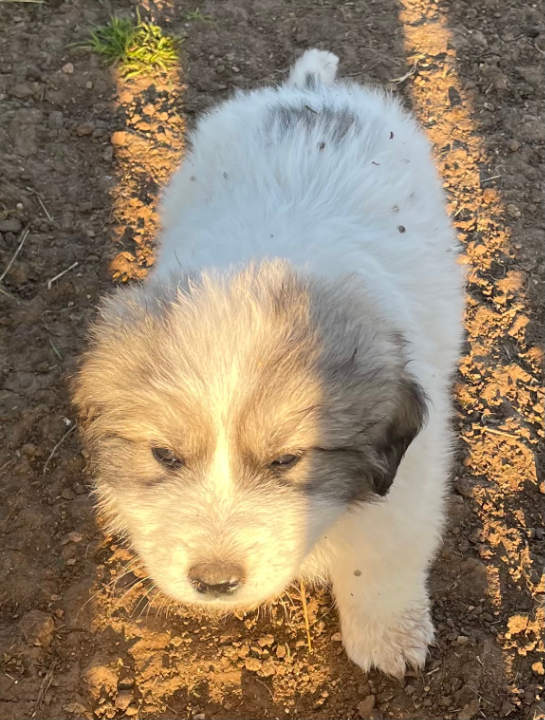 Great Pyrenees Puppies